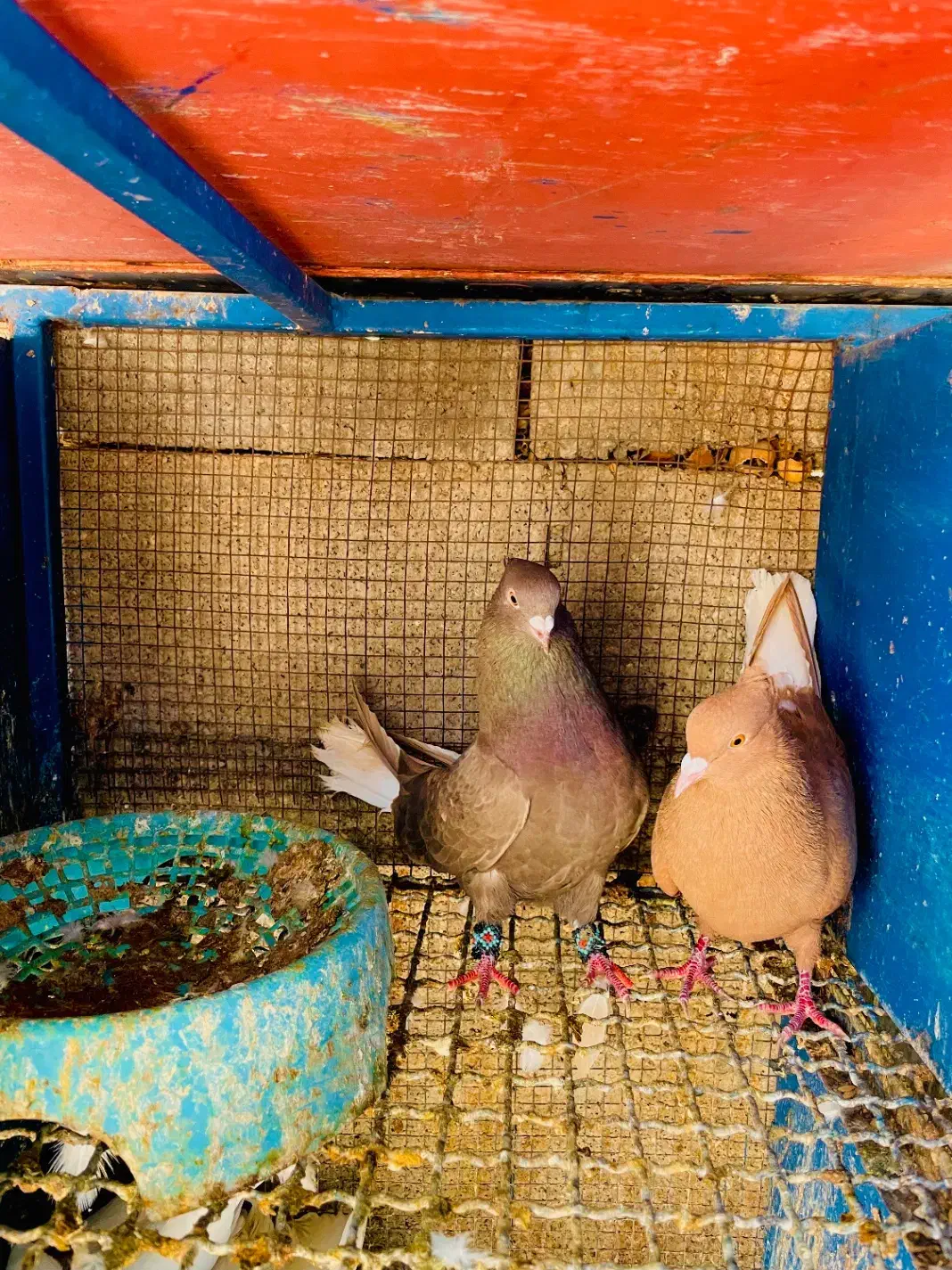 دمی  زاغ سینه ای|پرنده|لامرد, |دیوار