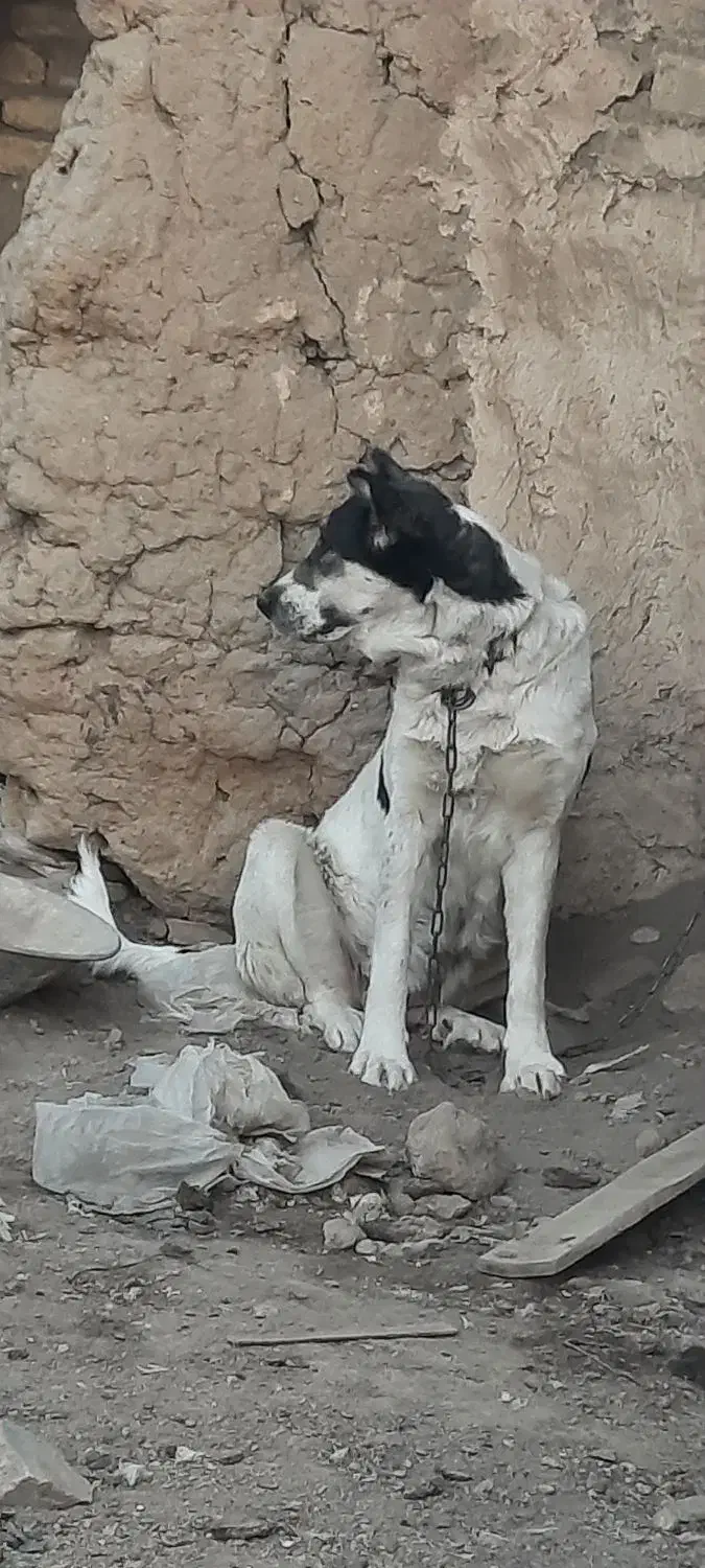 سگ لاس قدرجونی شکم پر فی مناسب|سگ|خمینیشهر, |دیوار