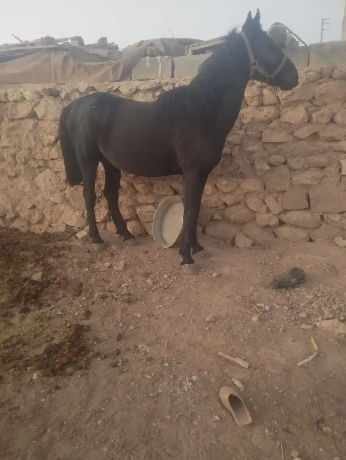 نریون مشکی شیش دنگ سواری دار|اسب و تجهیزات اسب‌سواری|ایزدخواست, |دیوار