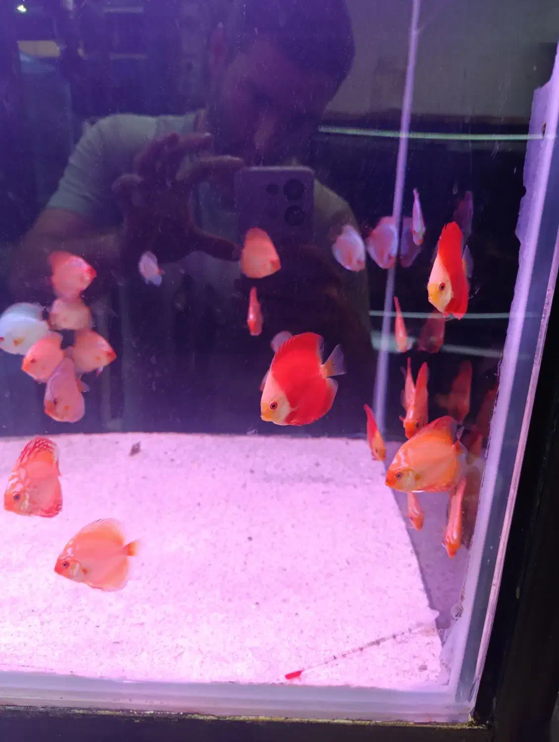 فروش دیسکس های درجه ۱|ماهی|رشت, پل تالشان|دیوار