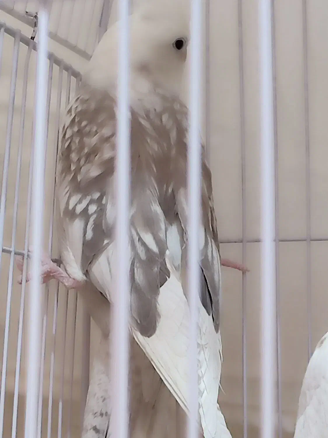 آلبینو دو کت طرح پروانه|پرنده|تهران, جمهوری|دیوار