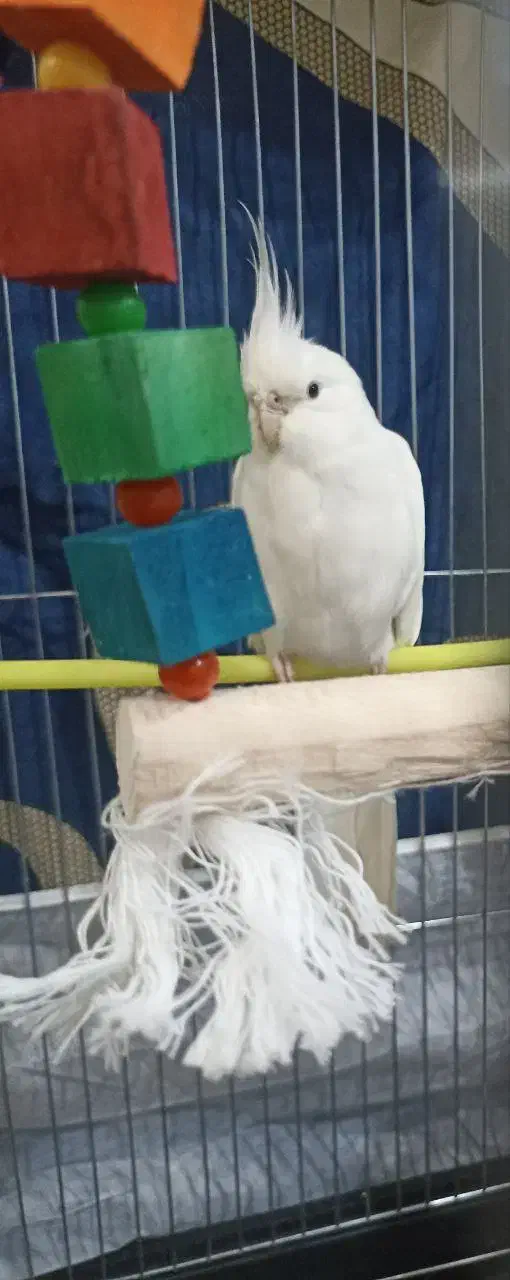 عروس هلندی نر آلبینو|پرنده|ملایر, |دیوار