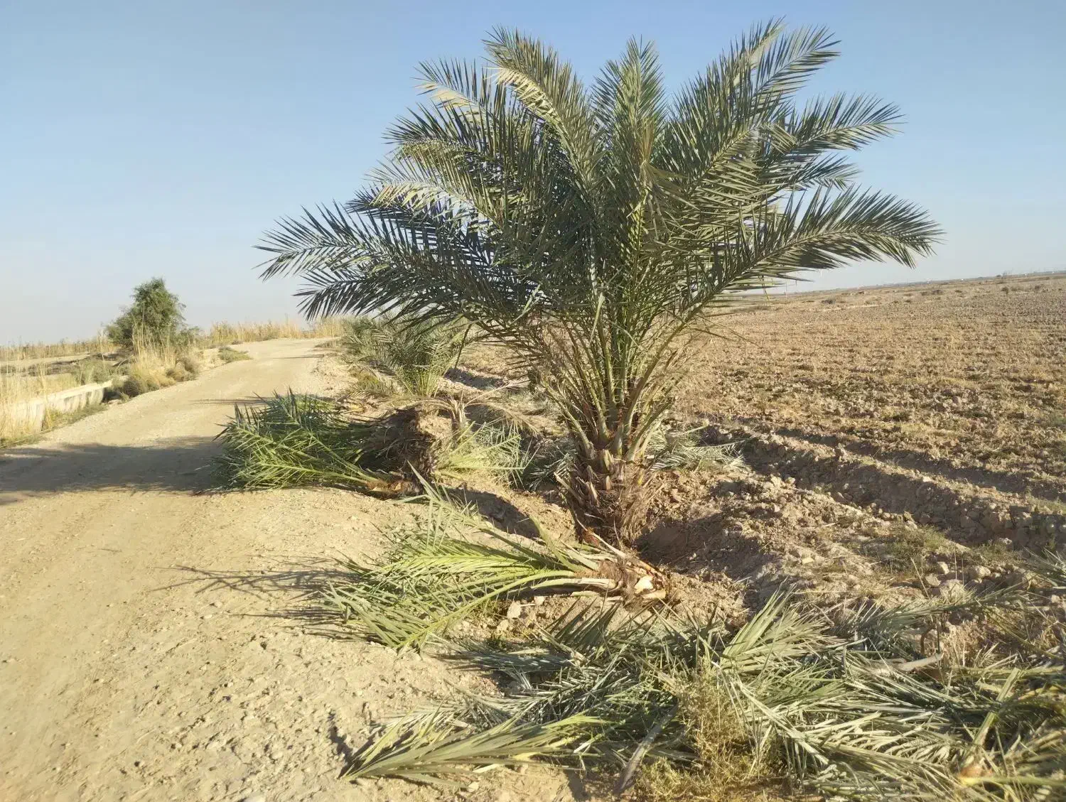 خدمات نخل صفر تا صد . پاجوش نخل موجود است|خدمات باغبانی و درختکاری|رامشیر, |دیوار