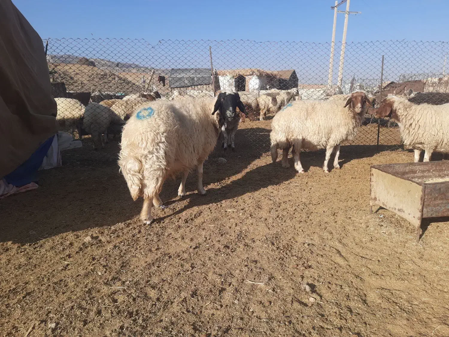 میش داشتی طلا|حیوانات مزرعه|ملکشاهی, |دیوار