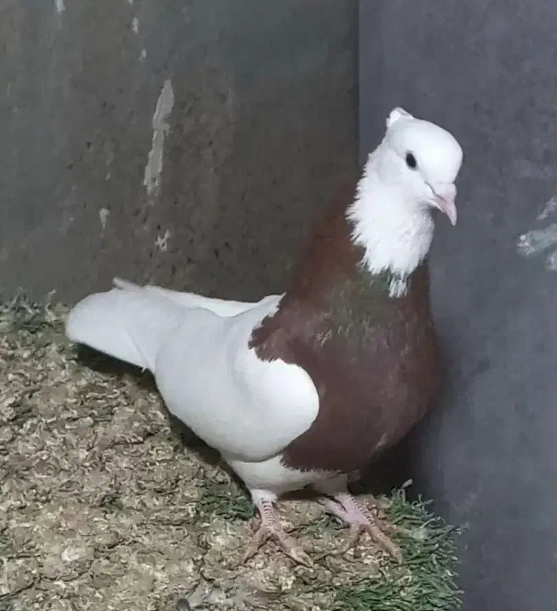 طوقی|پرنده|امیدیه, |دیوار