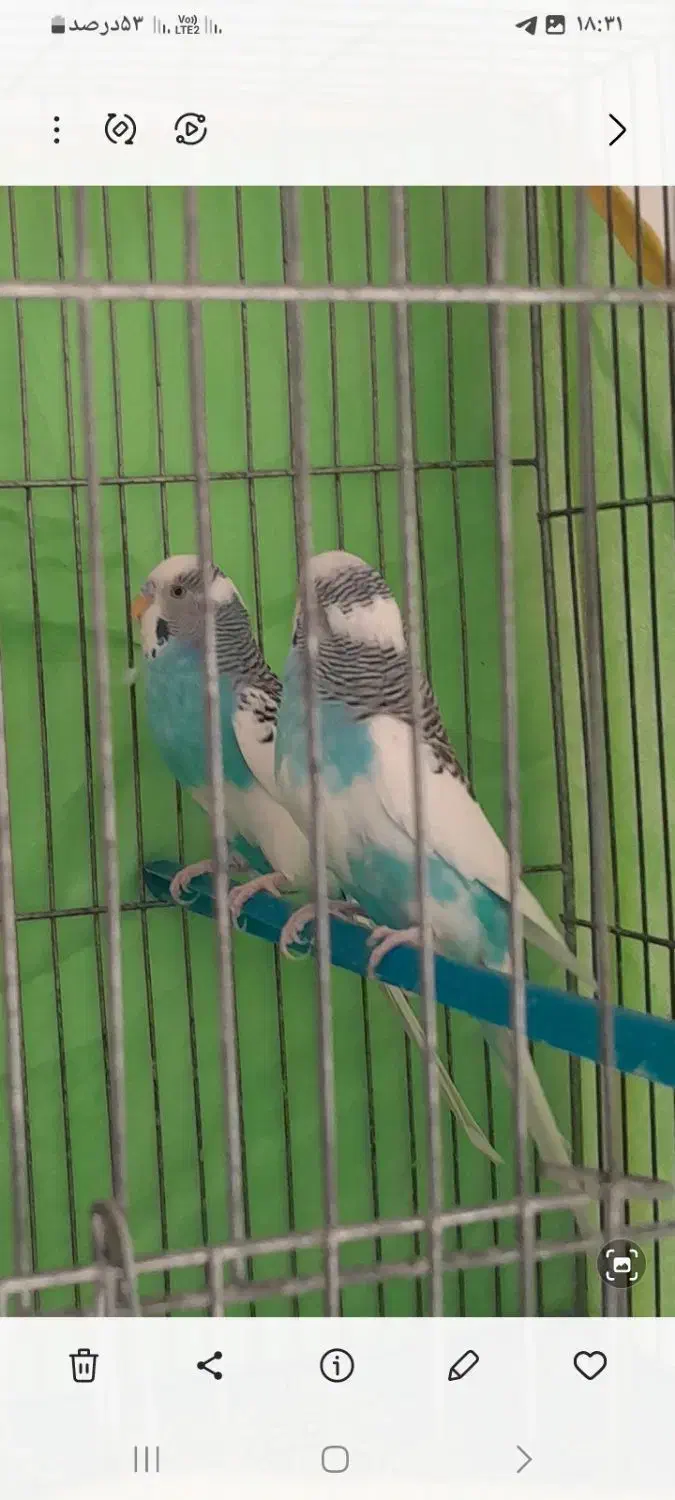 مرغ عشق|پرنده|برخوار, |دیوار