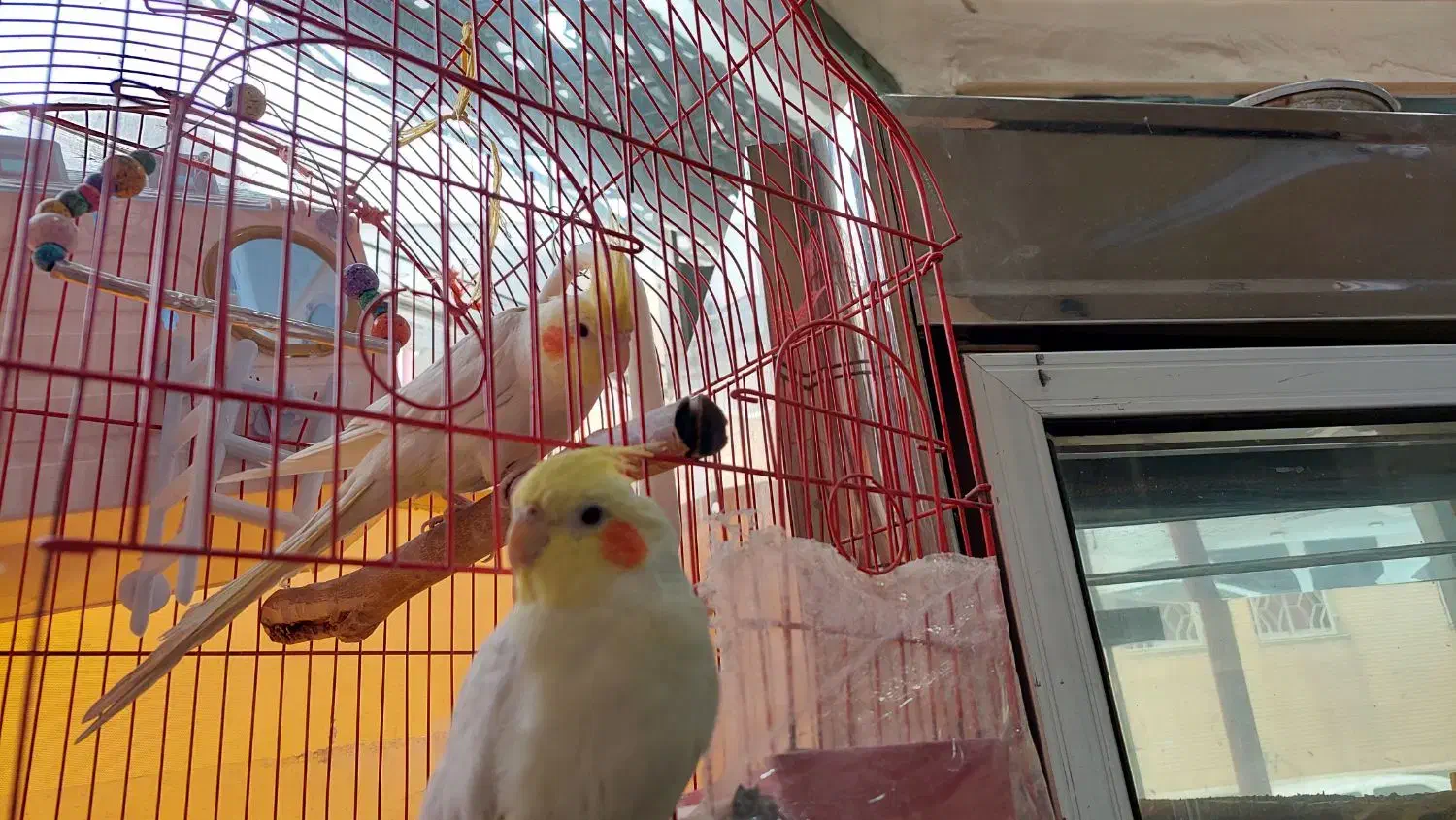 عروس هلندی|پرنده|سمنان, |دیوار