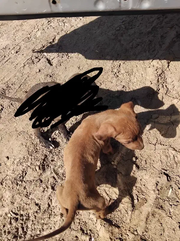 تول سگ المان بسیار باهوش|سگ|گلی داغ, |دیوار