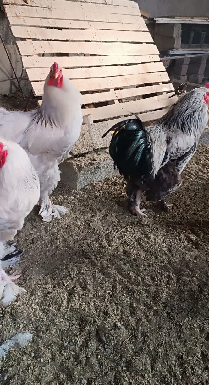 خروس برهما|حیوانات مزرعه|نقده, |دیوار