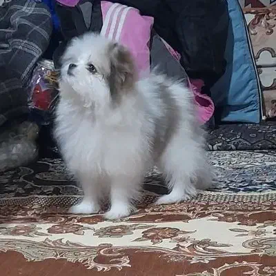 توله پامر خرسی نر|سگ|مشهد, شهرک شیرین|دیوار