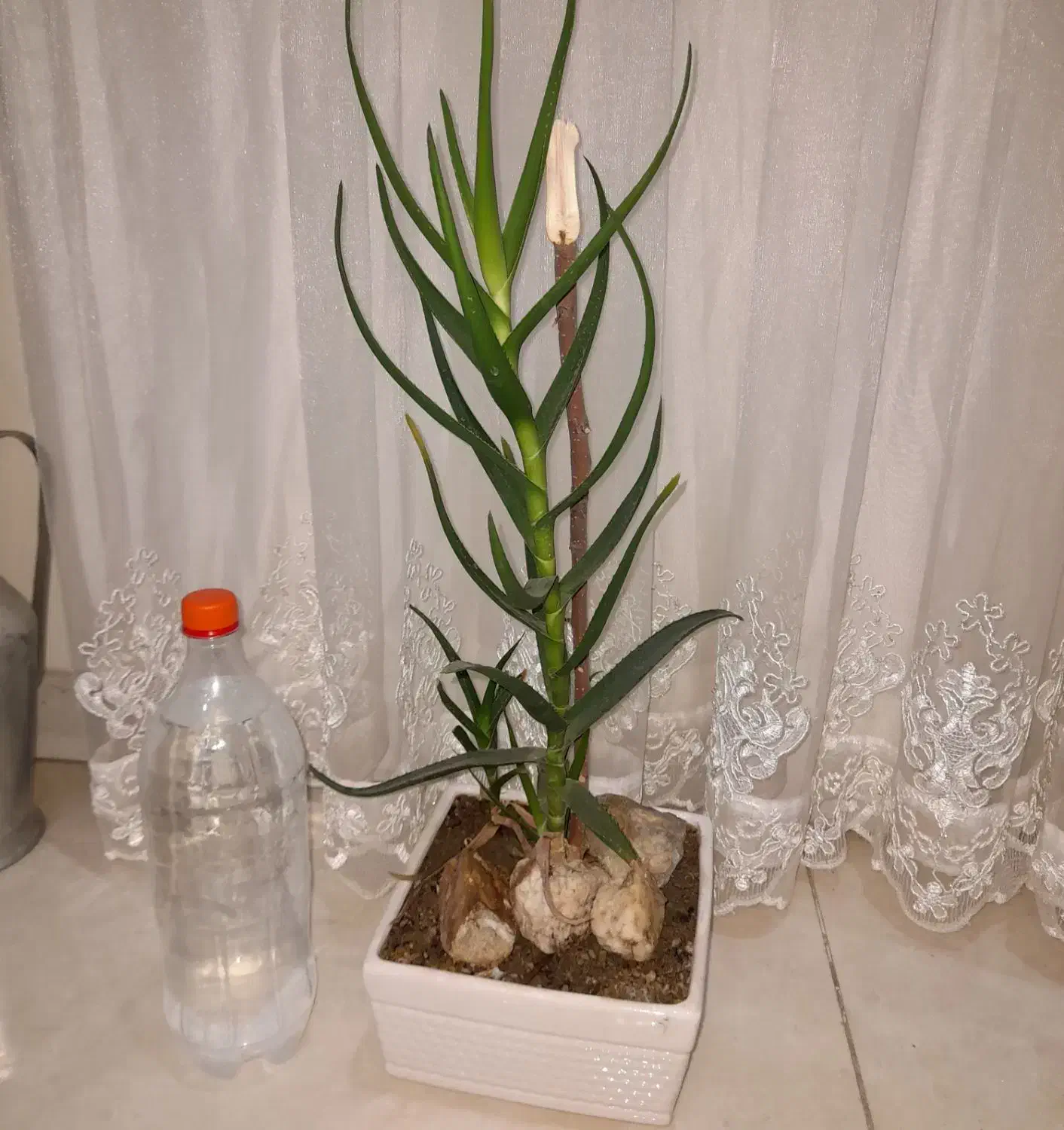 گیاه شاخ بزی|گل و گیاه طبیعی|تهران, مشیریه|دیوار