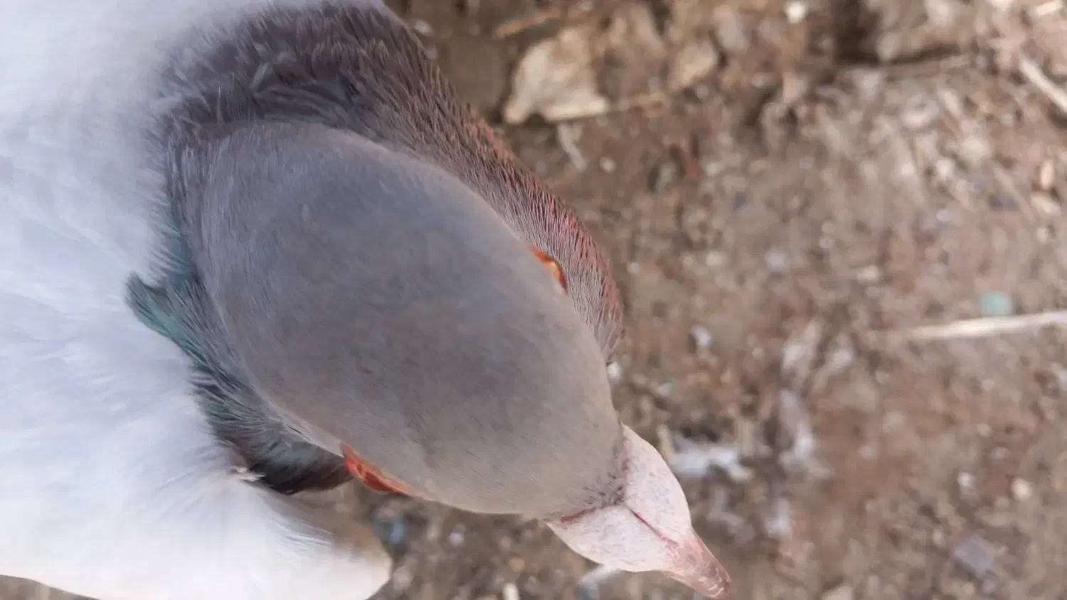 کفتر پلاکی|پرنده|تخت, |دیوار