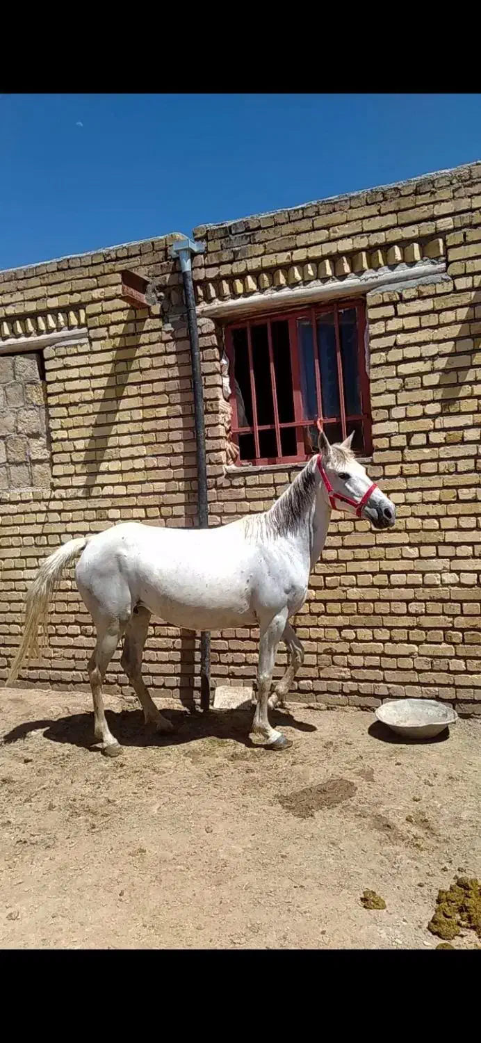 مادیان|اسب و تجهیزات اسب‌سواری|ماهیدشت, |دیوار