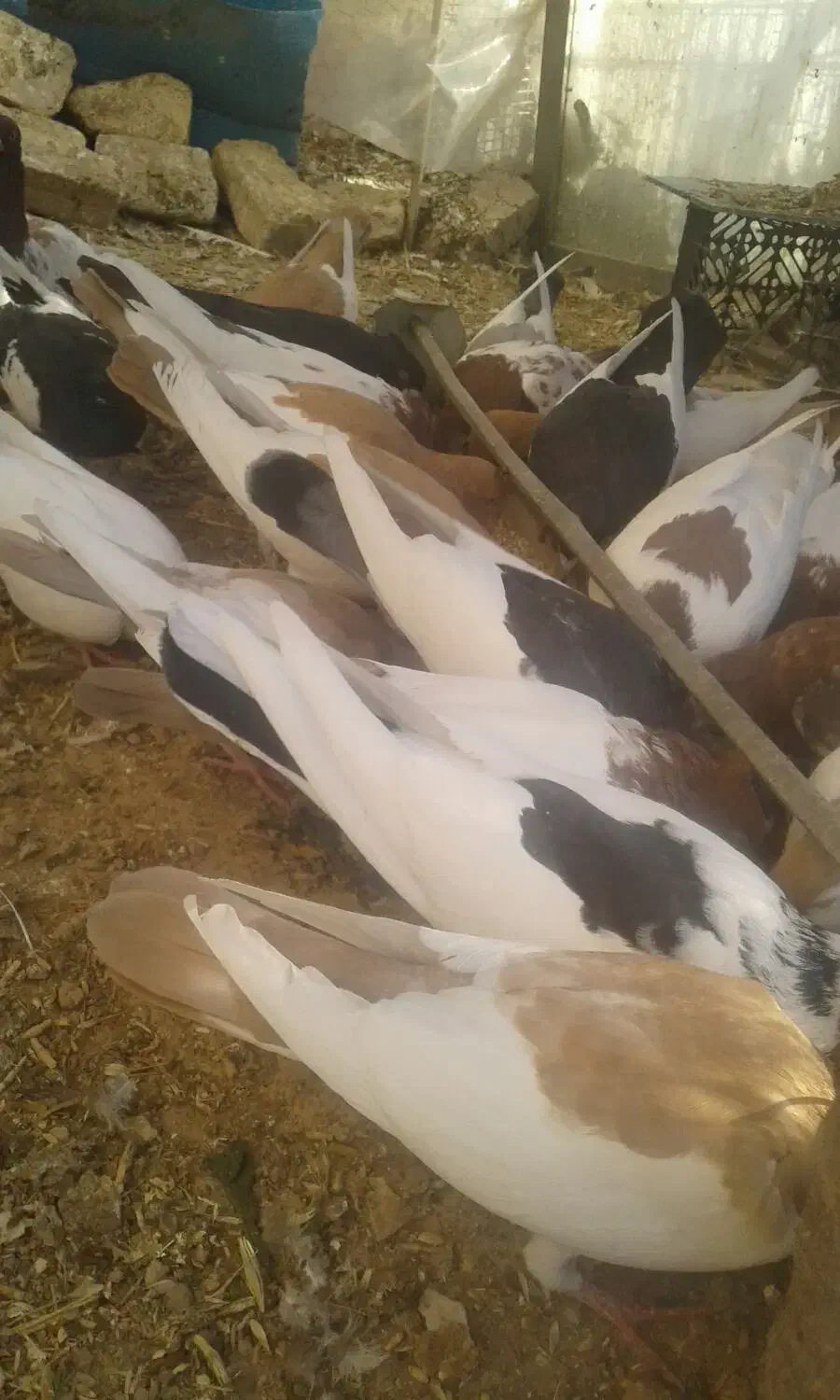 فروش کبوتر|پرنده|مبارکه, |دیوار