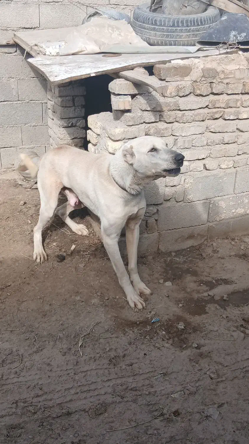 واگذاری سگ نگبانی سرابی|سگ|مشهد, سیسآباد|دیوار