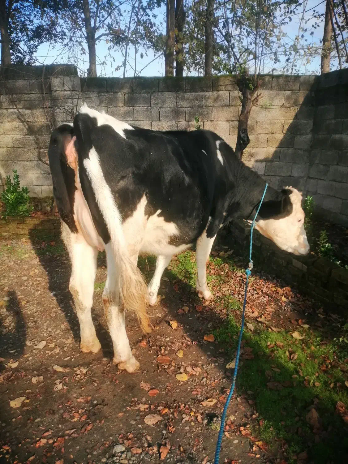 گاو لیشه سیمینتال یک ماه تا زایمان (تلیسه)|حیوانات مزرعه|رشت, حومه رشت|دیوار