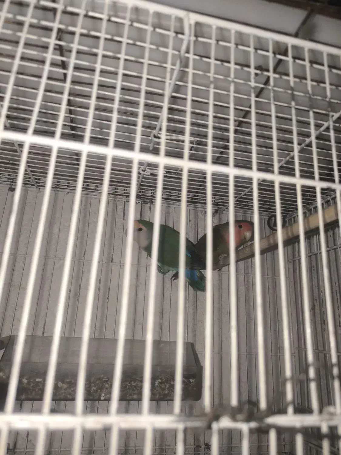 جفت طوطی برزیلی|پرنده|کازرون, |دیوار