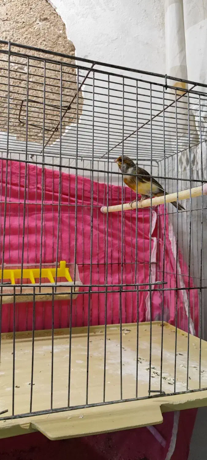 قناری|پرنده|سنقر, |دیوار