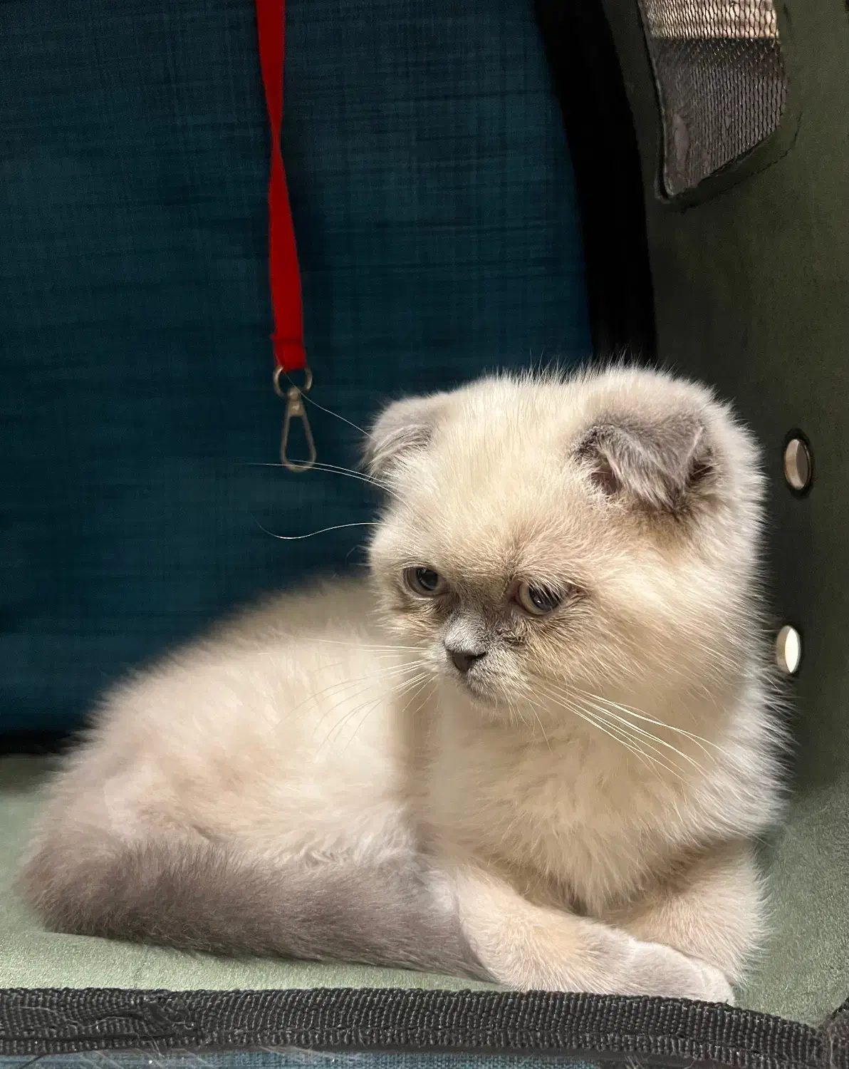 فروش فوری گربه اسکاتیش|گربه|قائمشهر, |دیوار