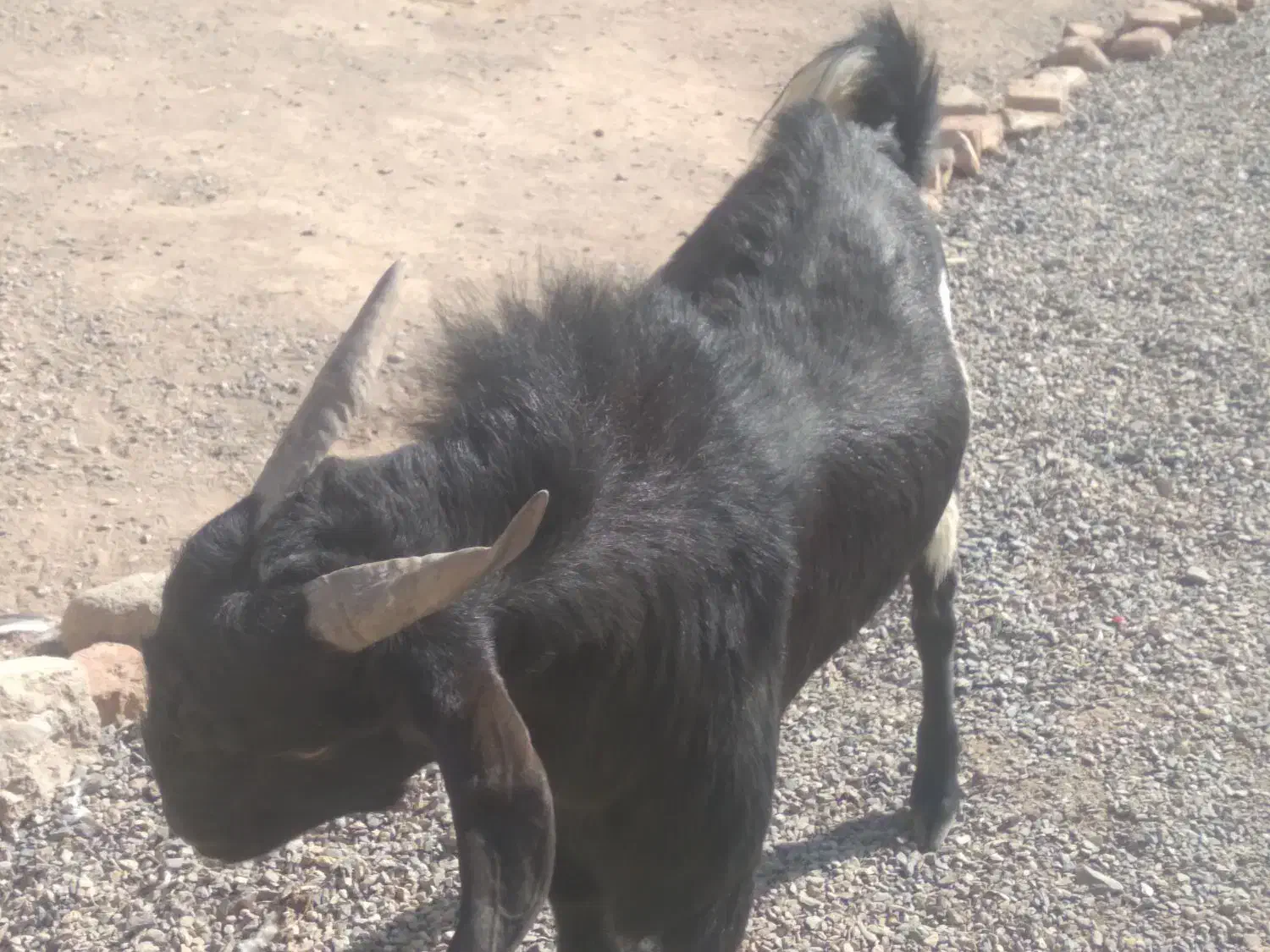 فروشی بزوپاچن|حیوانات مزرعه|خاش, |دیوار