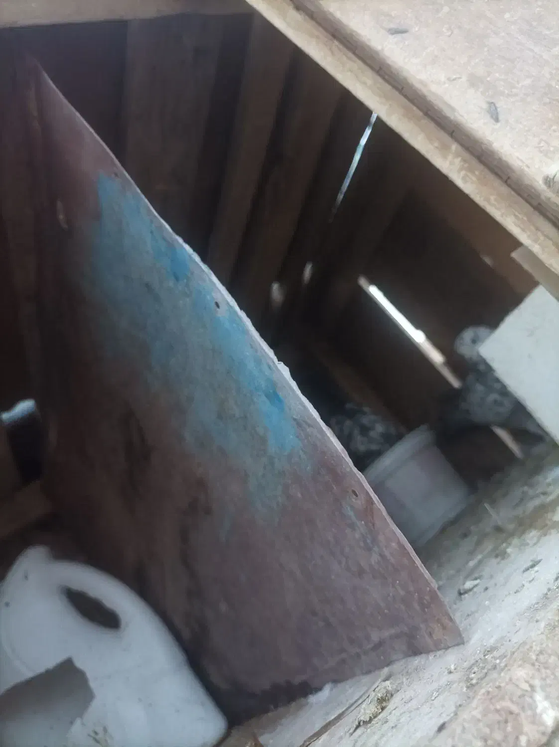 کفتر های پرشی ساعتی|پرنده|بافق, |دیوار