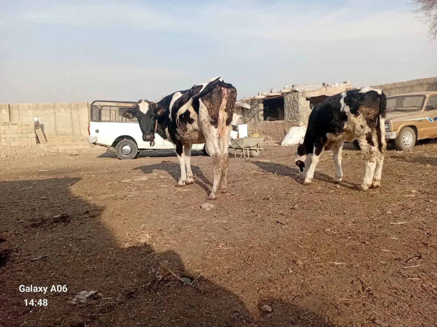 گاو و گوساله|حیوانات مزرعه|کوهسار (البرز), |دیوار