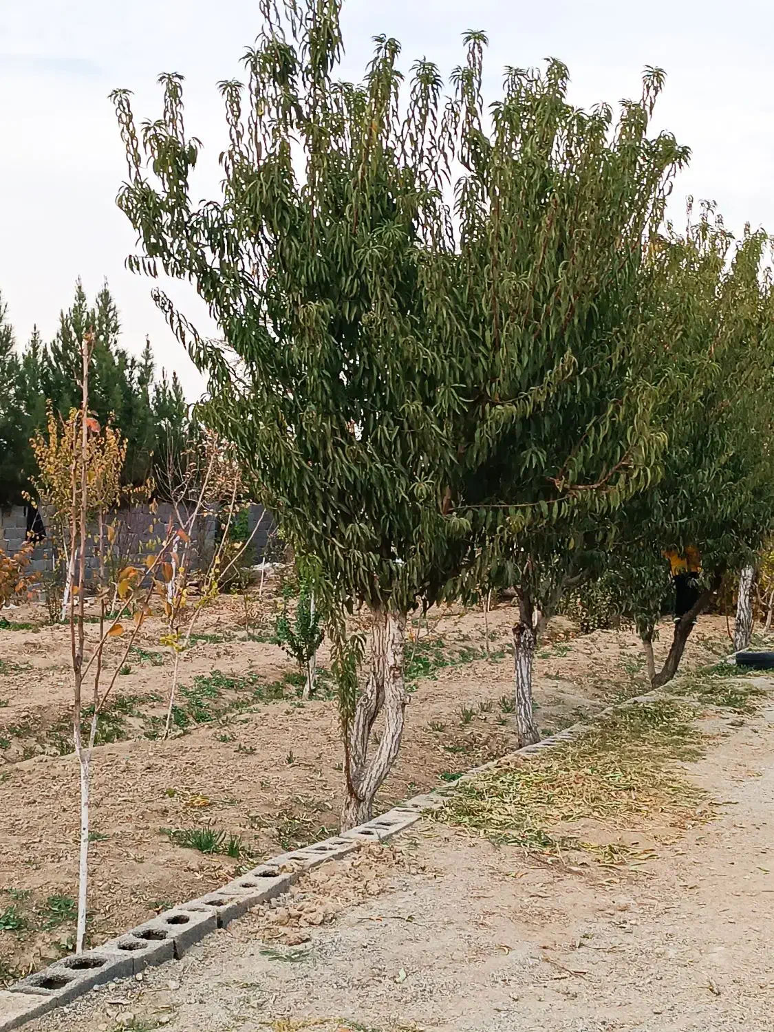 باغ استسنایی|فروش زمین و ملک کلنگی|اسلام‌شهر, کاشانک|دیوار