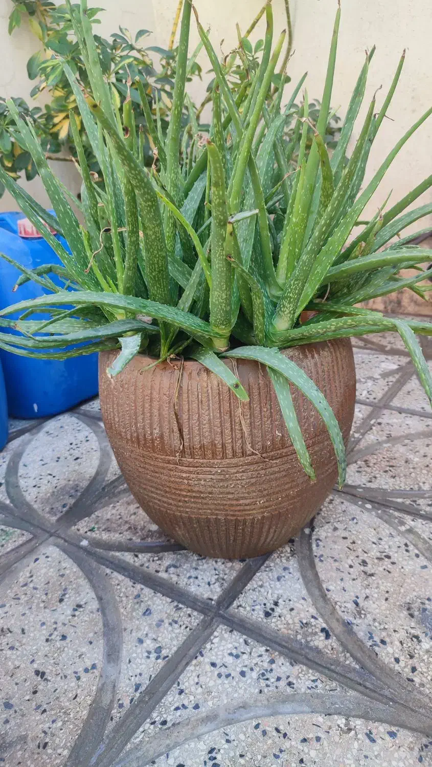 گلدان و گل|گل و گیاه طبیعی|ورامین, خیر آباد|دیوار