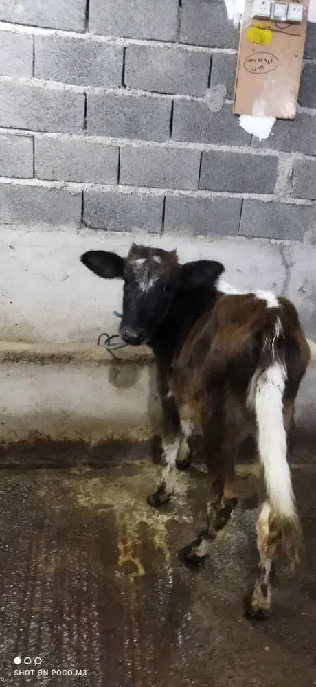 گاو.گوساله چالوسی|حیوانات مزرعه|سیاهکل, |دیوار