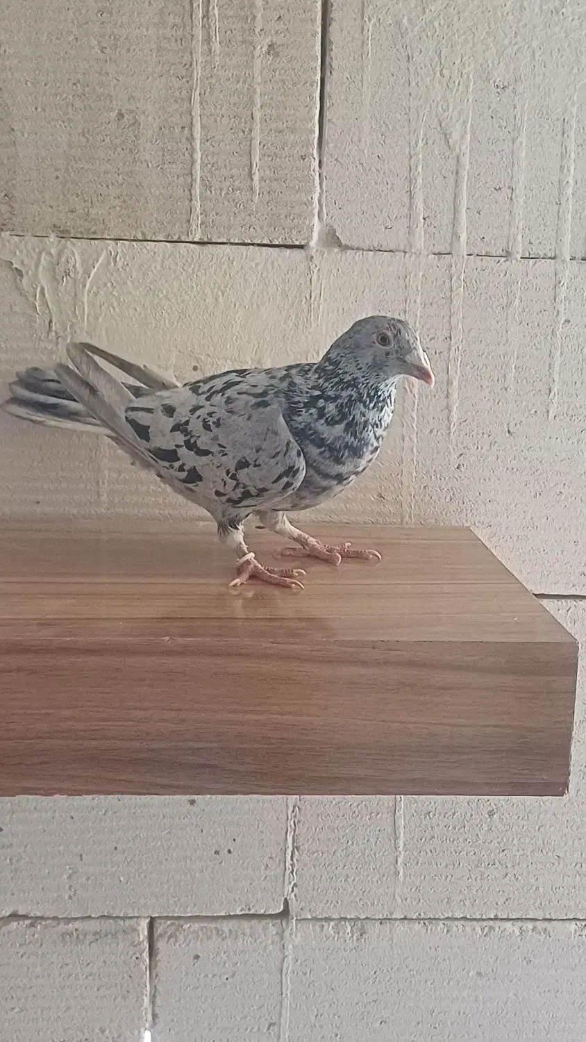 سرور درگ|پرنده|مبارکه, |دیوار