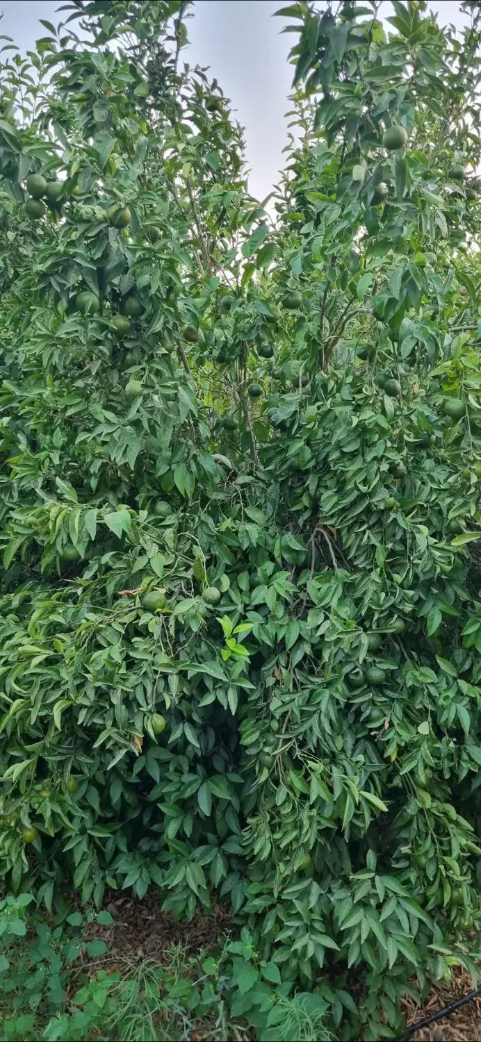 فروشگاه کشاورزی همه چیز برای رشدوتقویت محصولات شما|خدمات باغبانی و درختکاری|دوگنبدان, |دیوار