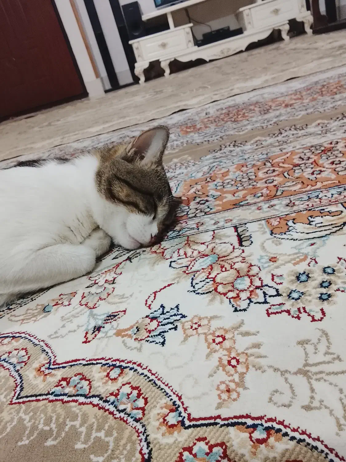 گربه|گربه|صفادشت, |دیوار