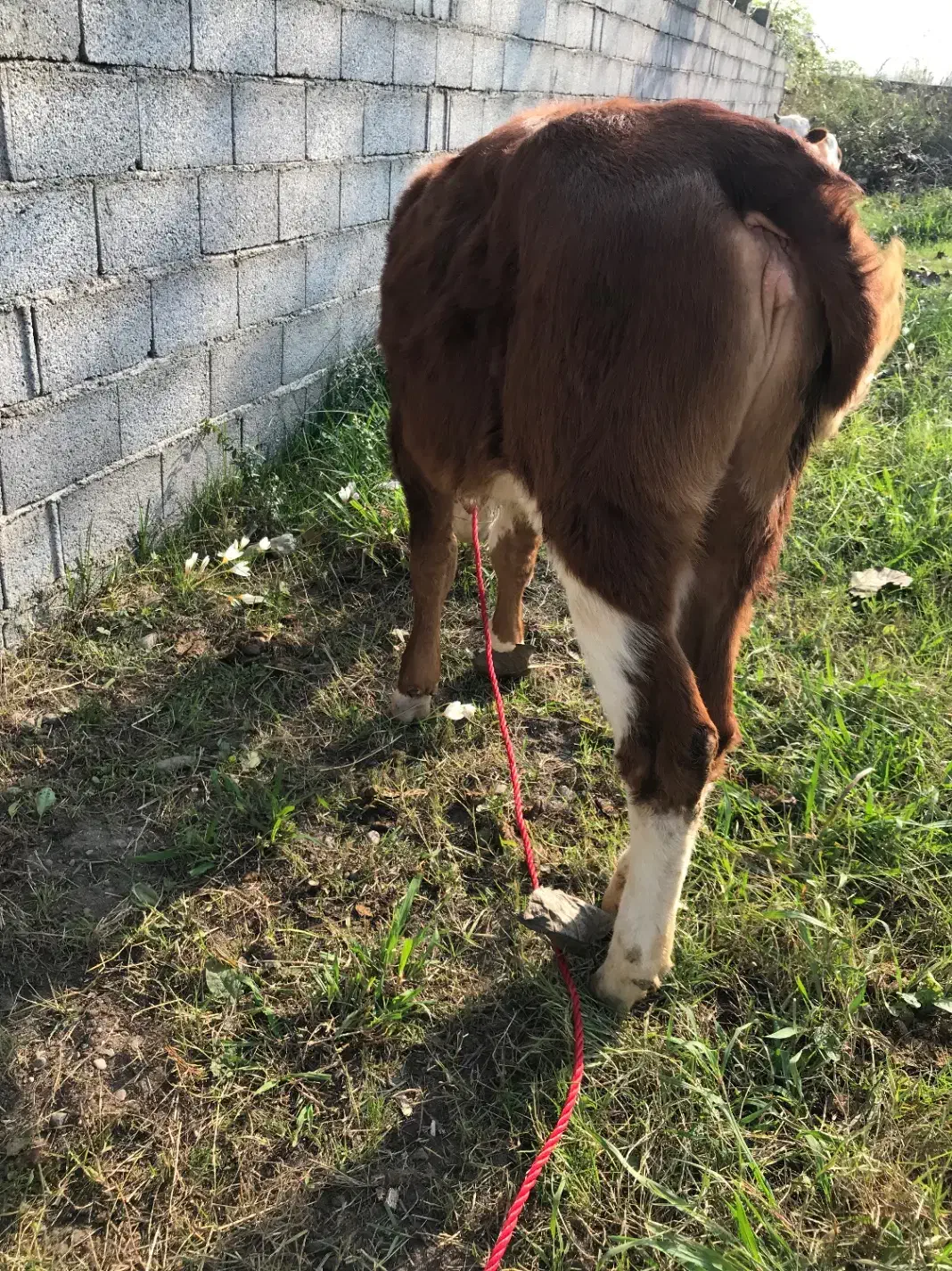 گاو تلیسه سمینتال اصیل|حیوانات مزرعه|رشت, باهنر|دیوار