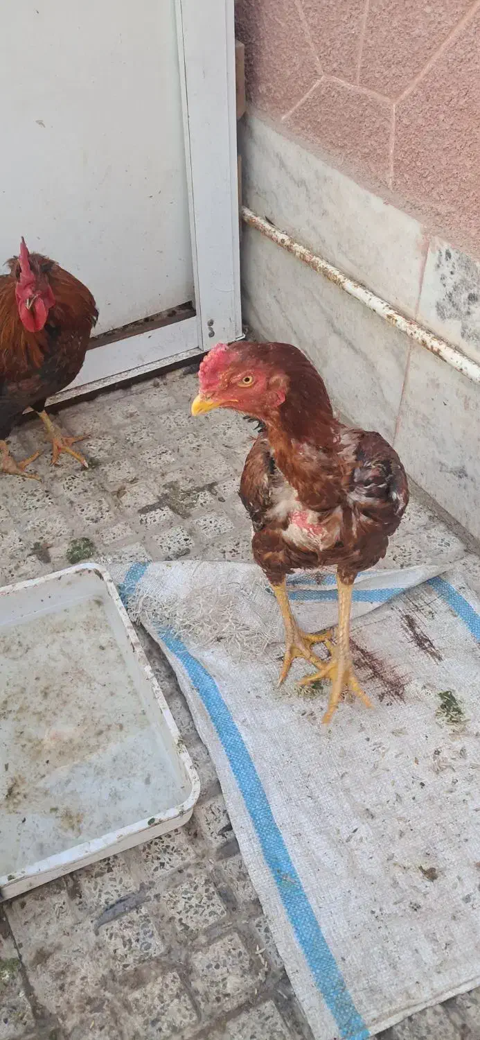 خروس لاری|حیوانات مزرعه|ماهدشت, |دیوار