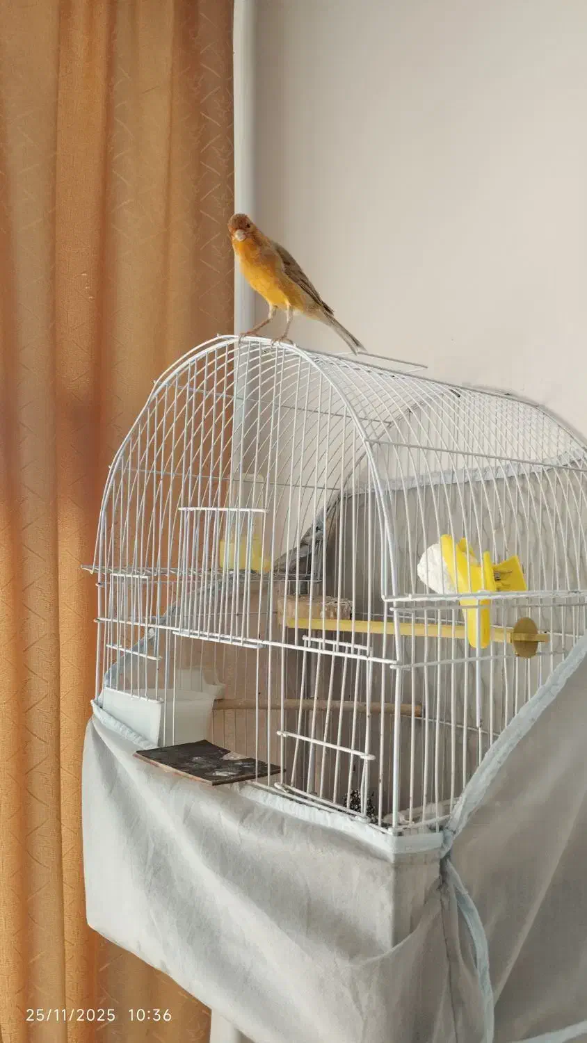 قناری نر|پرنده|اصفهان, گرکان|دیوار