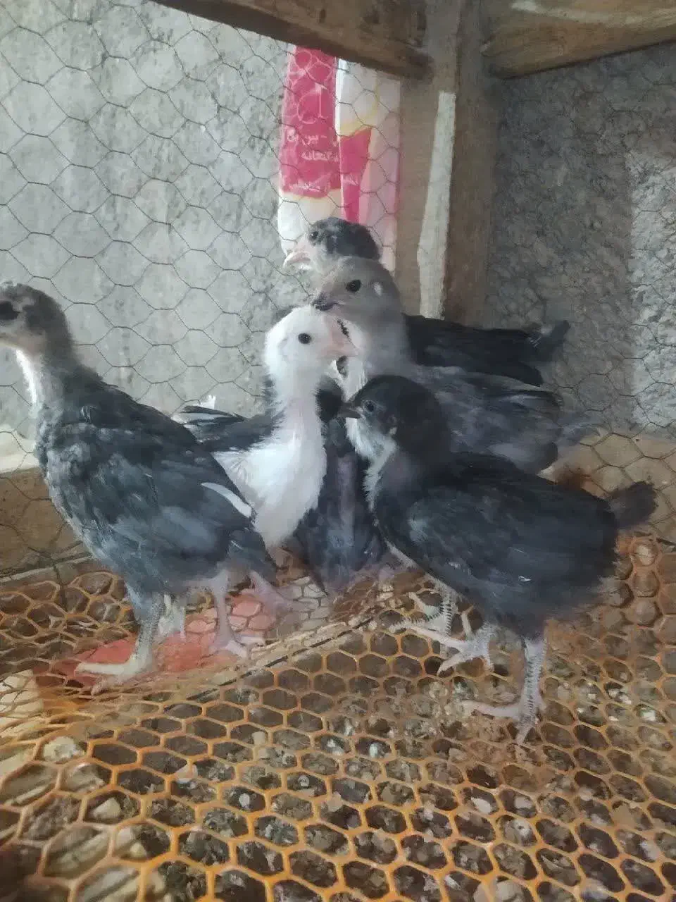 تخم مرغ نطفه دار  گلین لری چهل تاج ریشی|حیوانات مزرعه|شهرضا, |دیوار