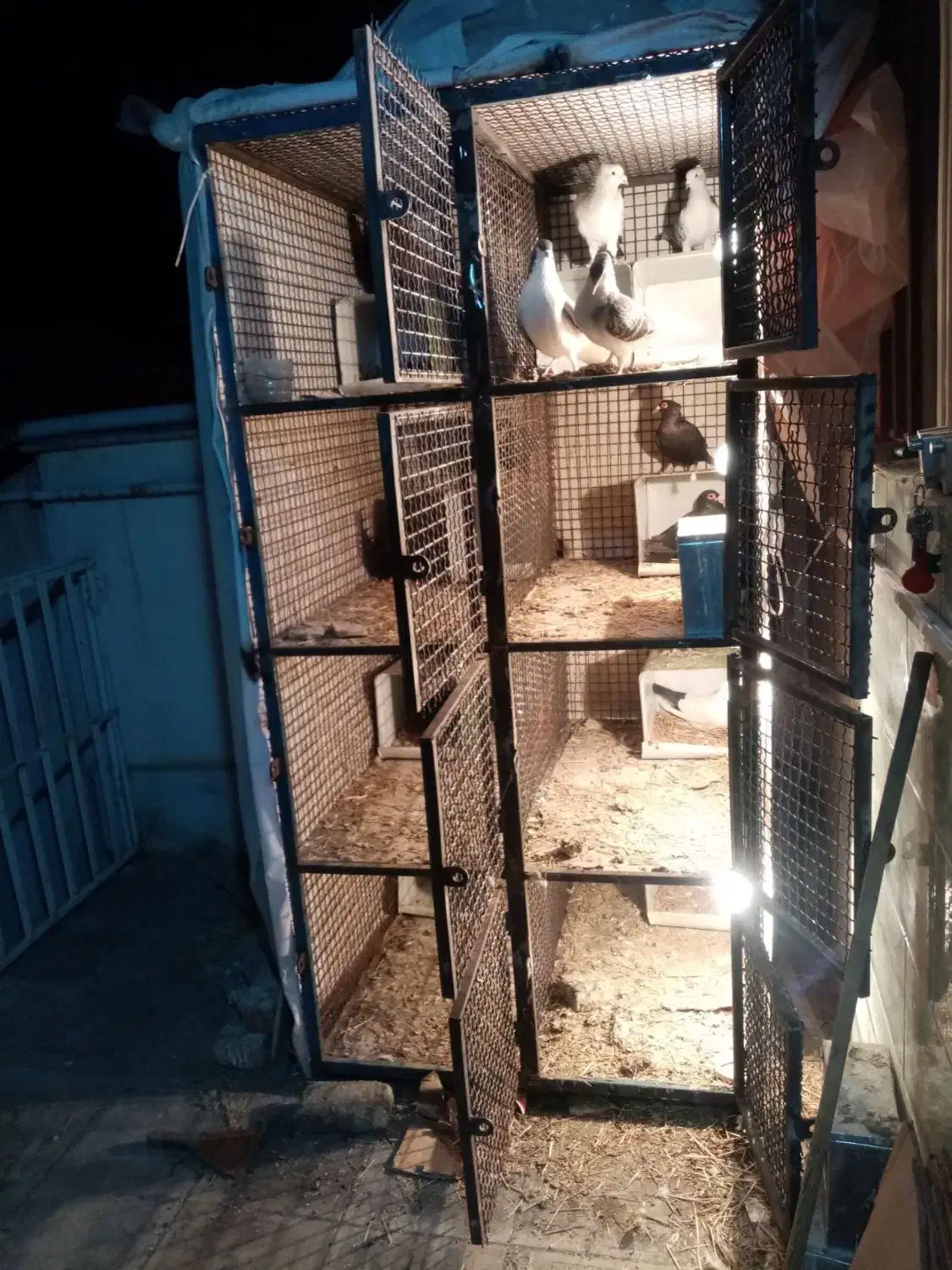 قفس کفتری|لوازم جانبی حیوانات|کرمان, |دیوار