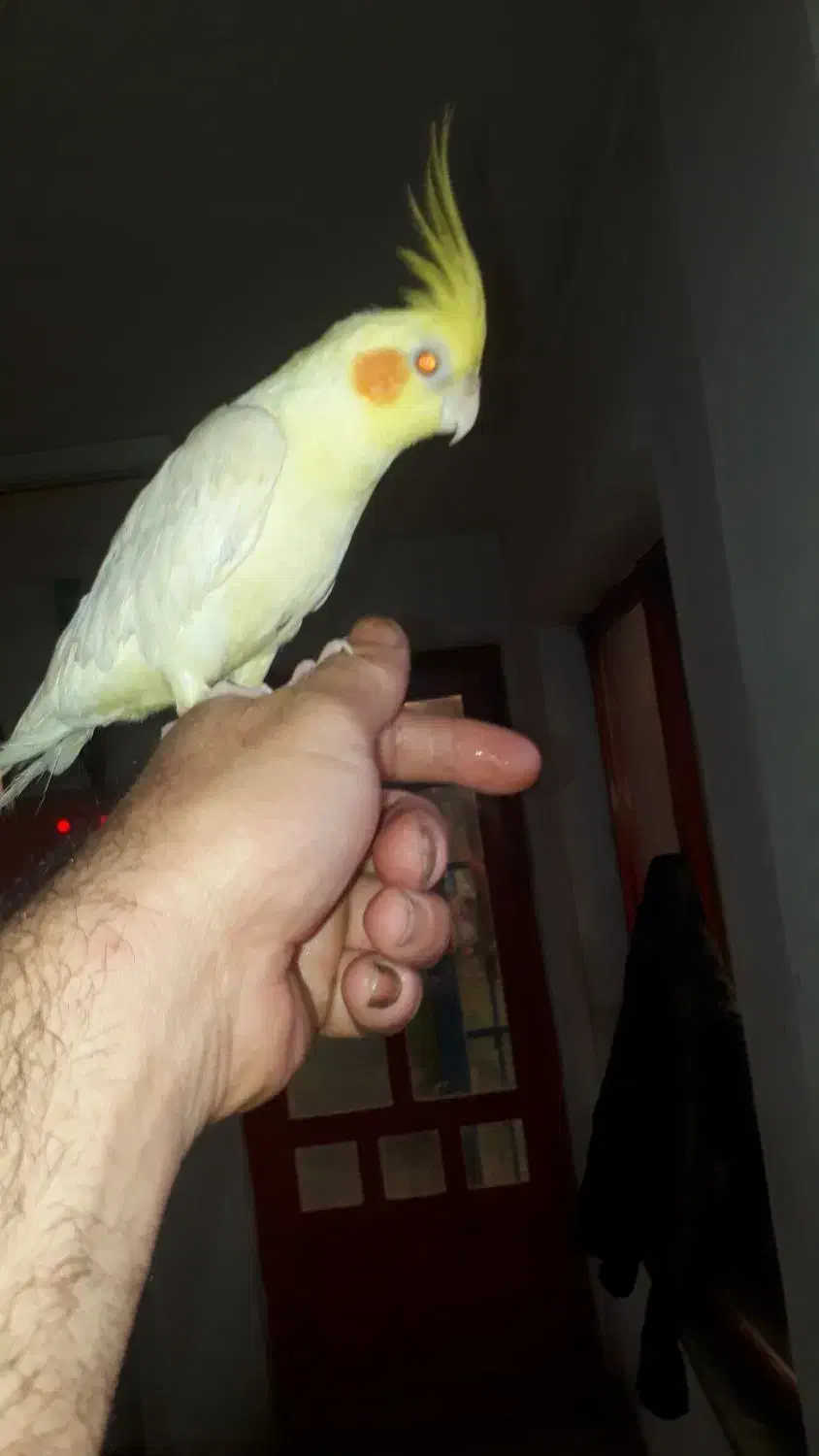 عروس هلندی سخن گو  ۸ماهه تازه رفته تولک|پرنده|سنگر, |دیوار