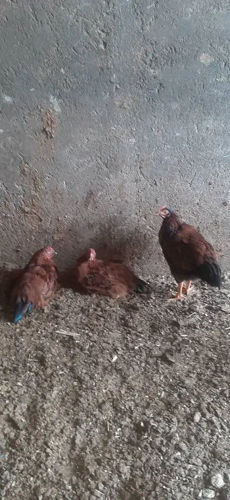 جوجه خروس|حیوانات مزرعه|سیرجان, |دیوار