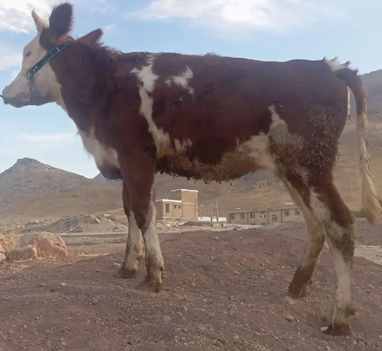 گوساله ماده سیمینتال شرابی|حیوانات مزرعه|بیستون, |دیوار