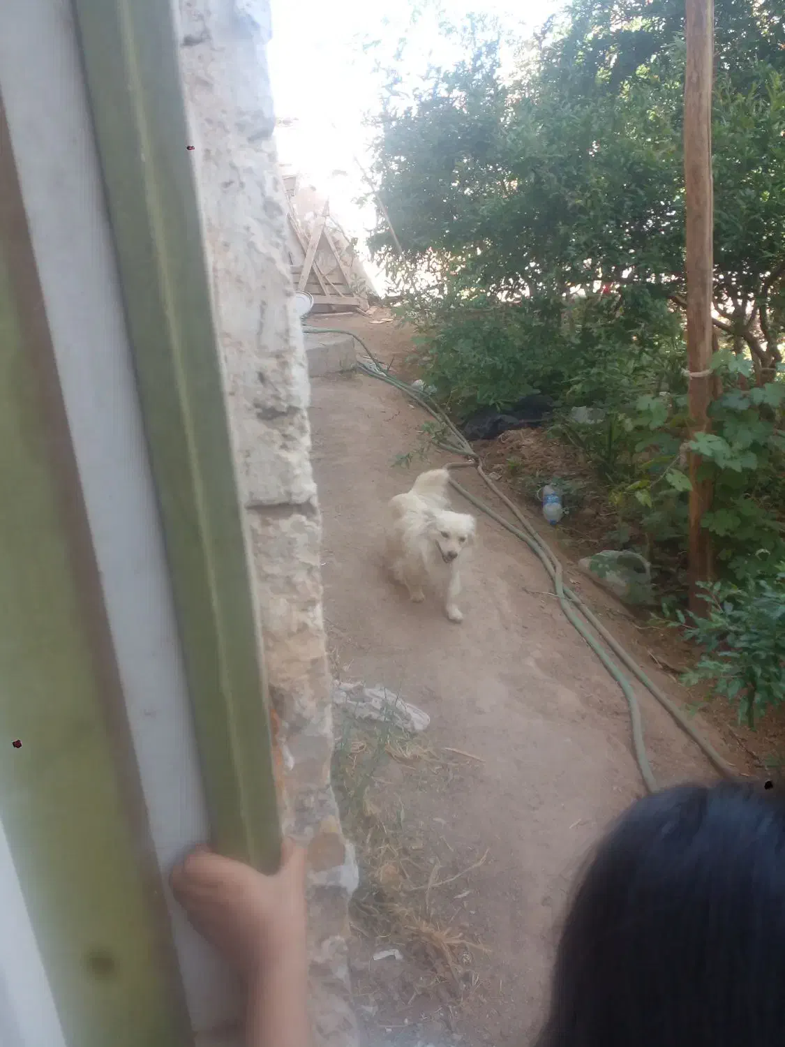 سگ گم شده اردکان کوچه مدرسه مادر|سگ|عقدا, |دیوار