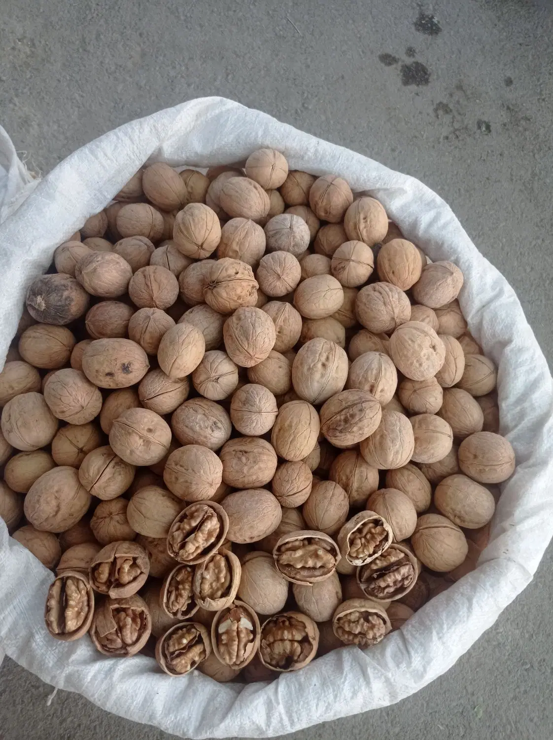 گردو|خوردنی و آشامیدنی|خمینیشهر, |دیوار