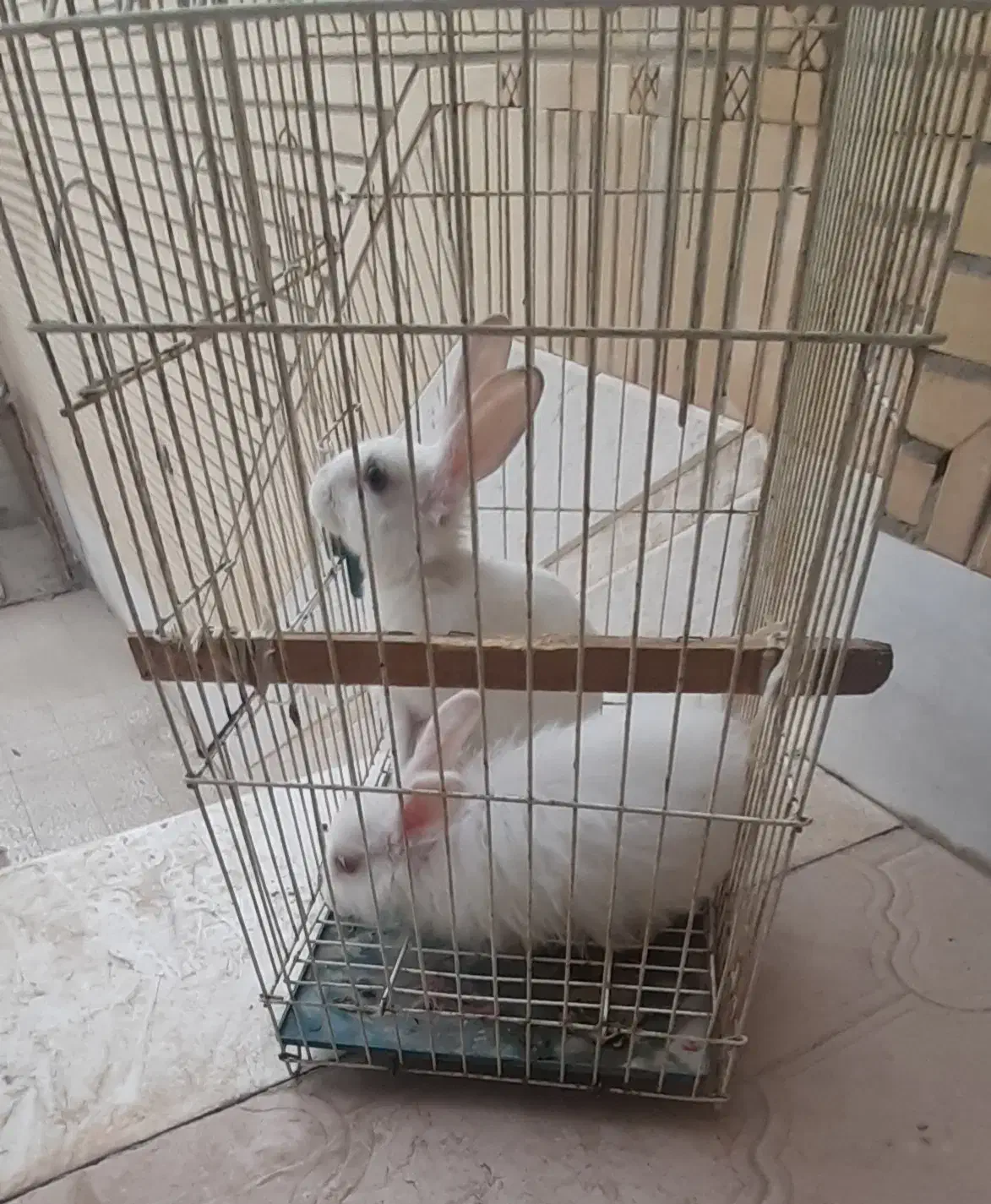 فروش خرگوش سفید تپلی|موش و خرگوش|نجف‌آباد, نمازی|دیوار