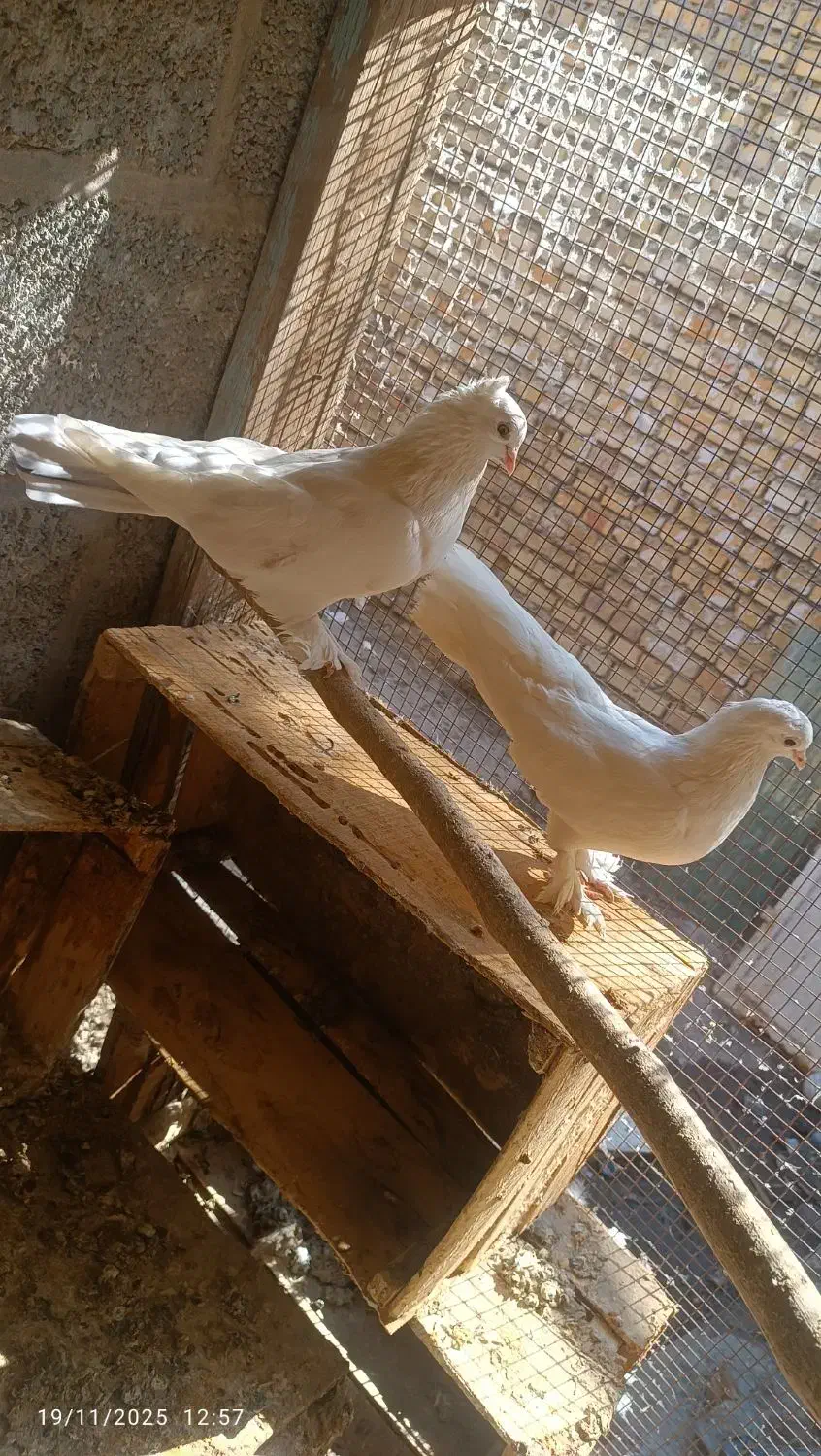 کبوتر|پرنده|بندر ماهشهر, |دیوار