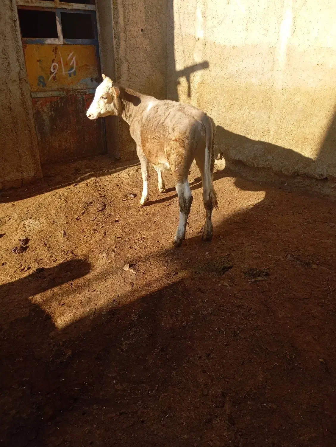 گوساله|حیوانات مزرعه|حسین آباد, |دیوار