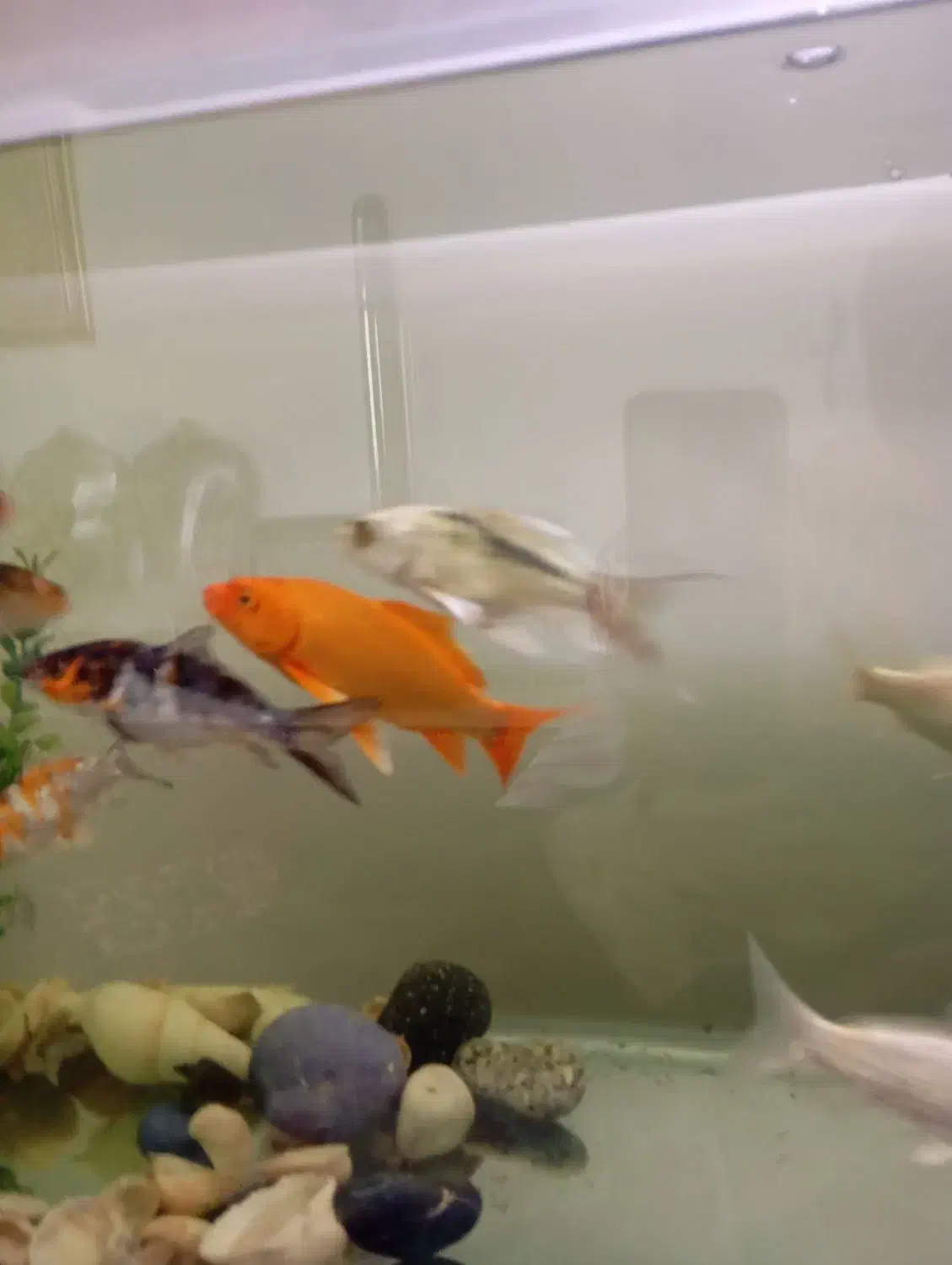 ماهی کوی نژاد دار وارداتی|ماهی|کرج, فاز ۳ مهرشهر|دیوار