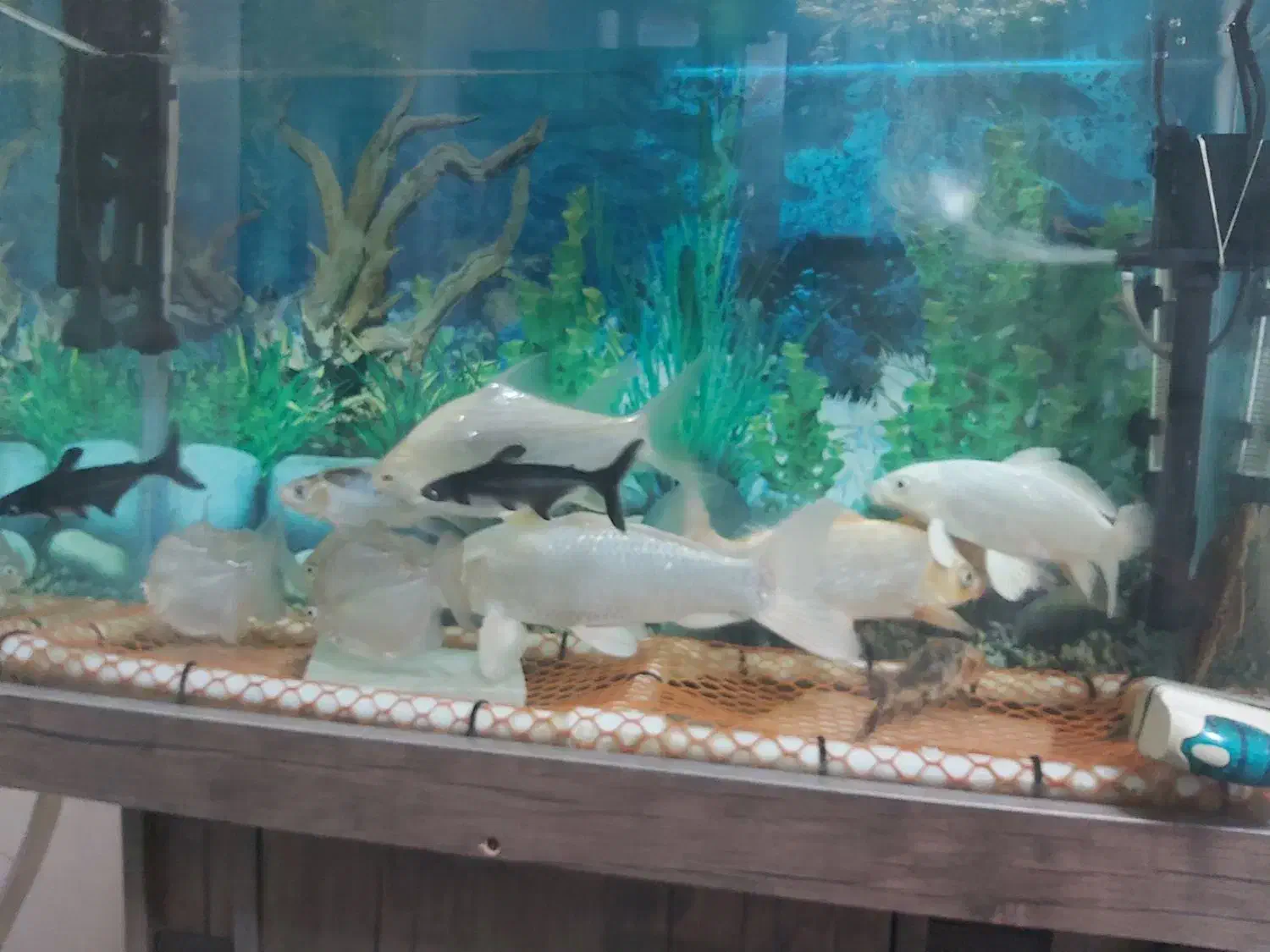 ماهی کوی|ماهی|اسلامشهر, شهرک سعیدیه|دیوار