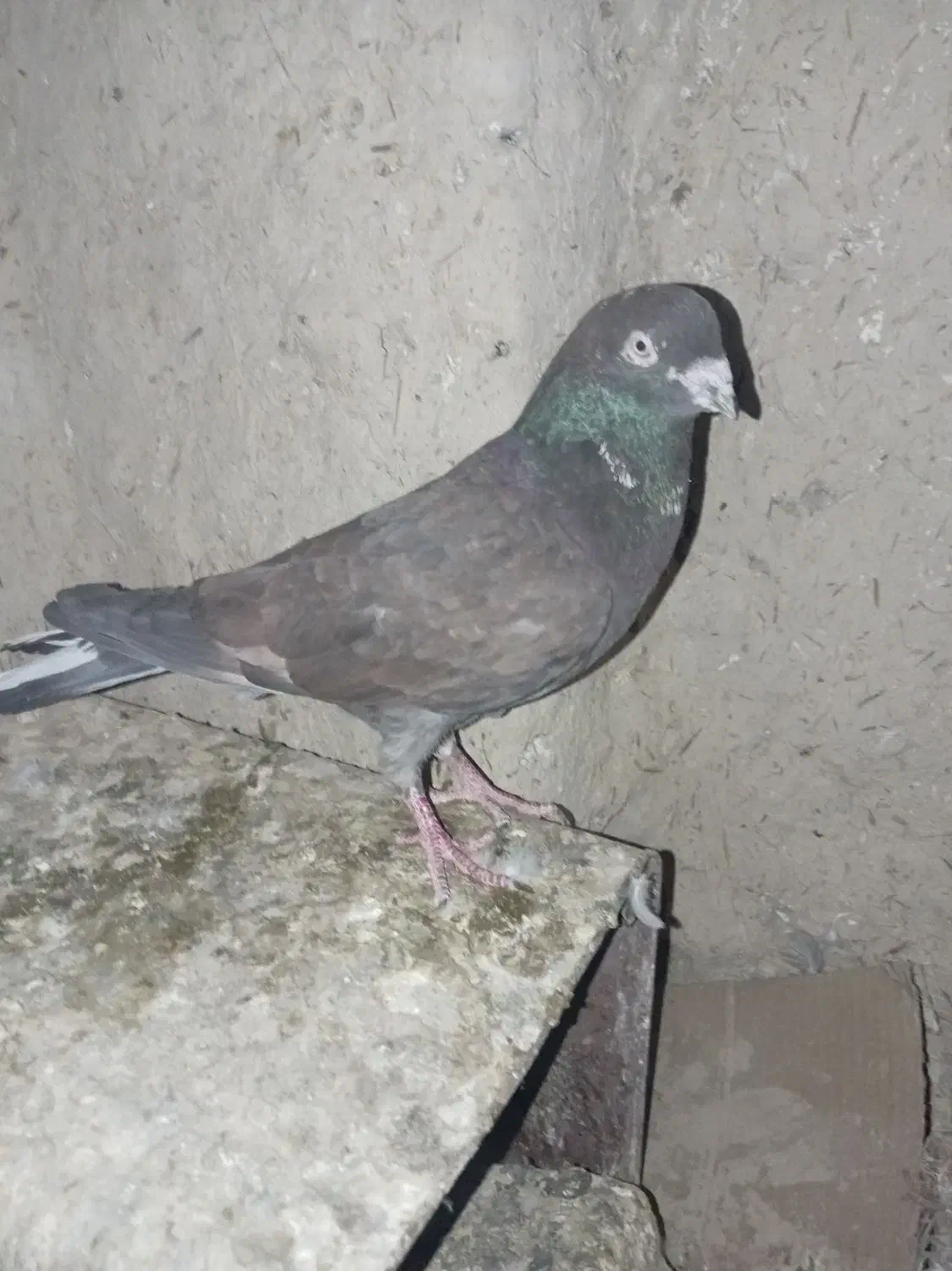 نره|پرنده|زابل, |دیوار