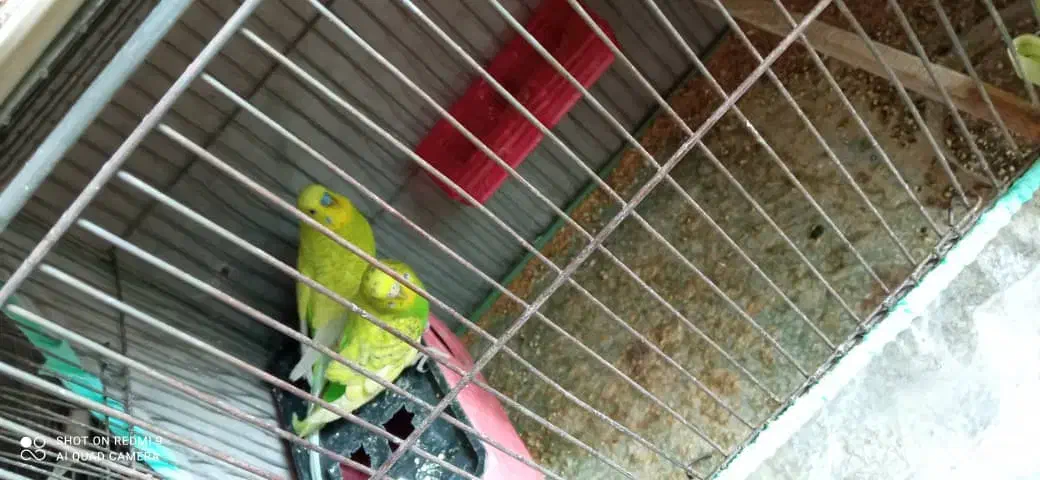 مرغ عشق با تخم|پرنده|شیراز, احمدآباد|دیوار