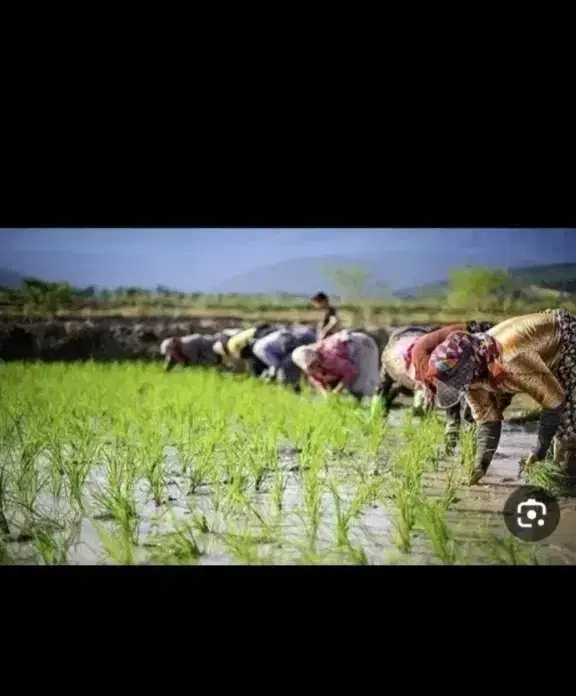 کارگر نشا|خدمات باغبانی و درختکاری|هادی شهر, |دیوار